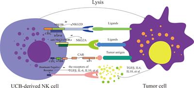 Cord-Blood Natural Killer Cell-Based Immunotherapy for Cancer